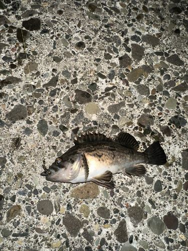 クロソイの釣果