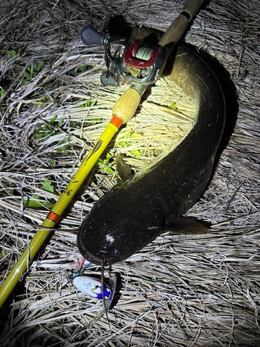 ナマズの釣果