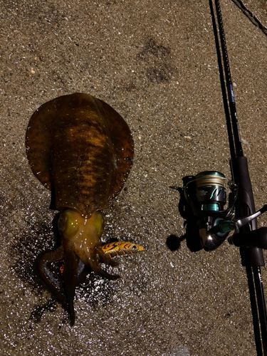 アオリイカの釣果