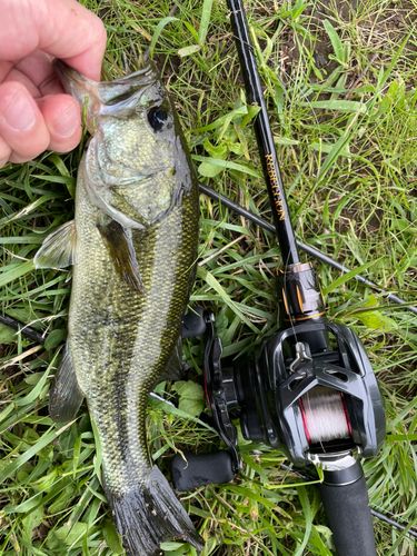 ラージマウスバスの釣果
