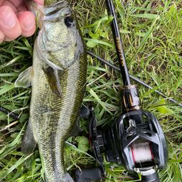 ラージマウスバス