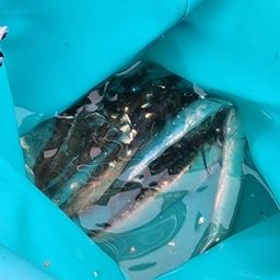 カタクチイワシ