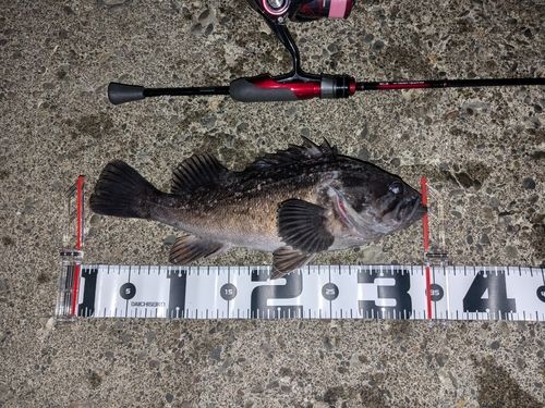 クロソイの釣果