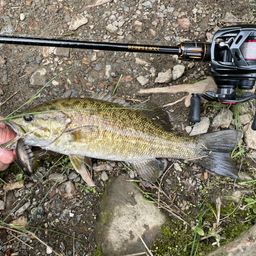 スモールマウスバス