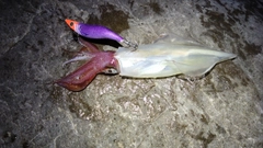 ケンサキイカの釣果