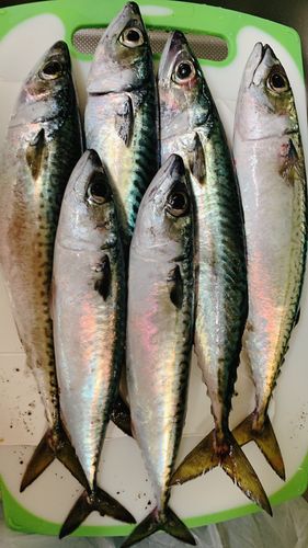 サバの釣果