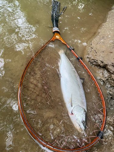 サクラマスの釣果