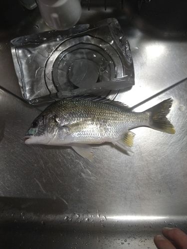 キビレの釣果