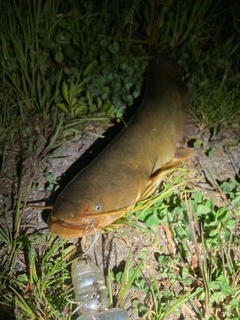 ナマズの釣果
