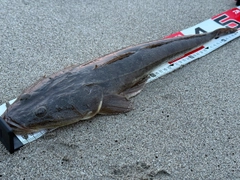 マゴチの釣果