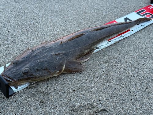 マゴチの釣果