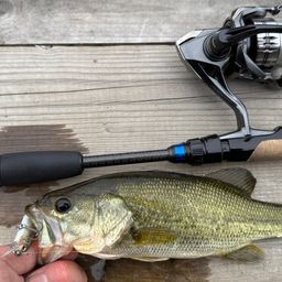 ラージマウスバス