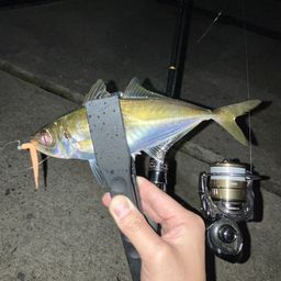 アジ
