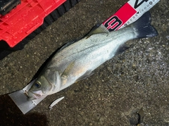 ヒラスズキの釣果