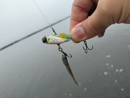 ウナギの釣果