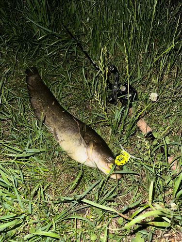 マナマズの釣果