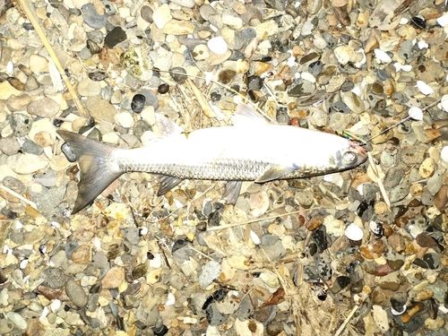 ボラの釣果