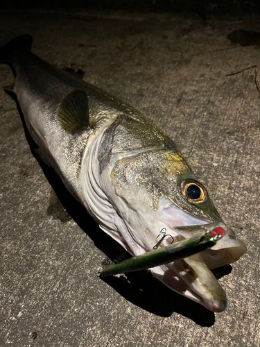 スズキの釣果