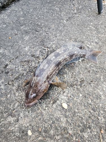 アブラコの釣果