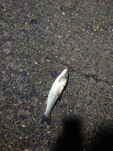 ウグイの釣果