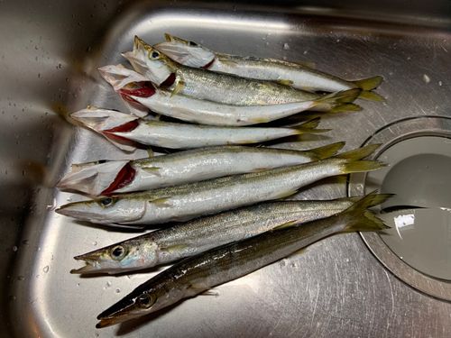 カマスの釣果