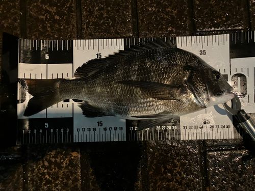 クロダイの釣果