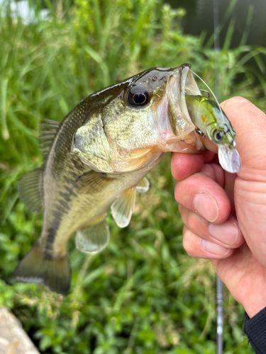 ラージマウスバスの釣果