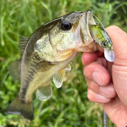 ラージマウスバス