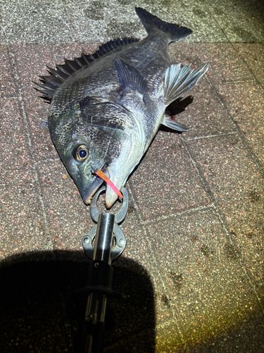 クロダイの釣果