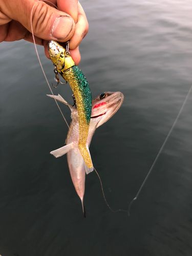 エソの釣果
