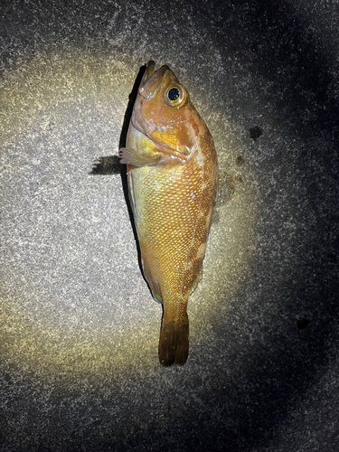 エゾメバルの釣果