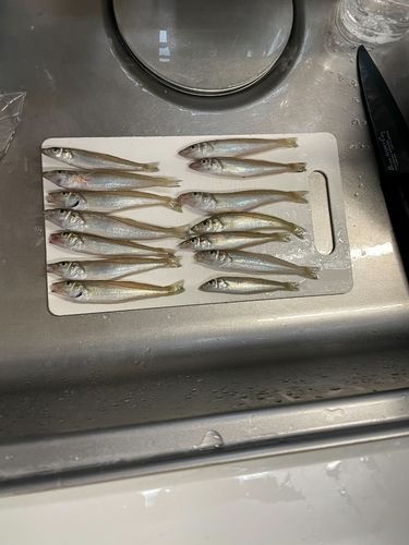 シロギスの釣果