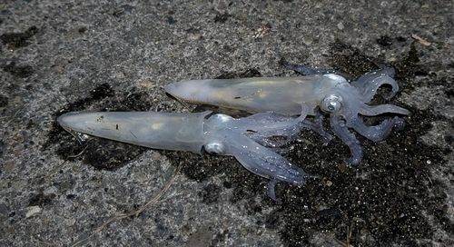 マメイカの釣果