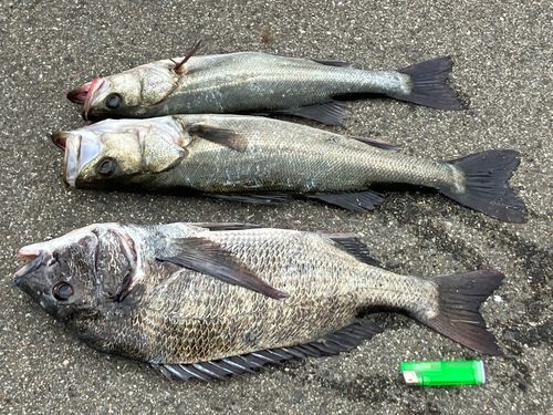 ハネ（ヒラスズキ）の釣果