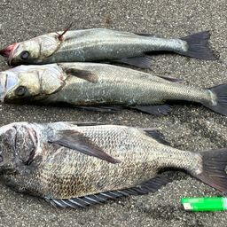 ハネ（ヒラスズキ）