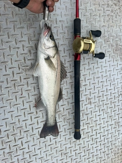 セイゴ（タイリクスズキ）の釣果