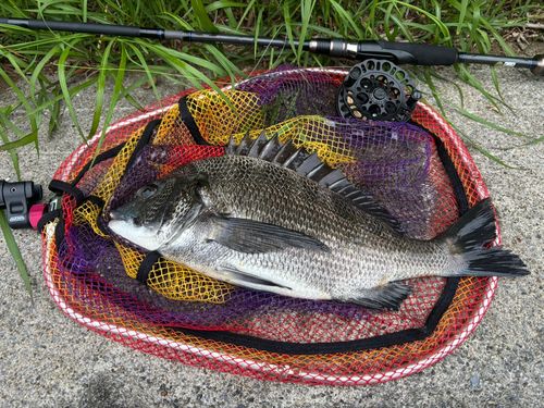 チヌの釣果