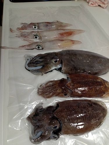 モンゴウイカの釣果