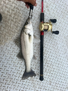 セイゴ（タイリクスズキ）の釣果