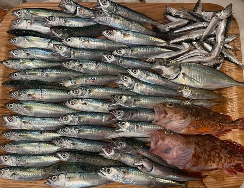 サバの釣果