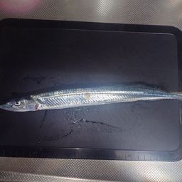 サヨリ