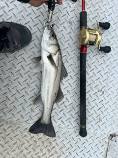 セイゴ（タイリクスズキ）の釣果