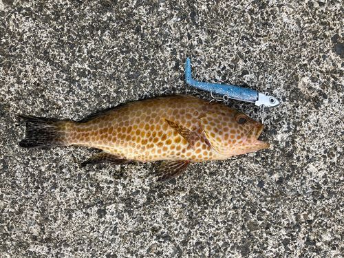 オオモンハタの釣果