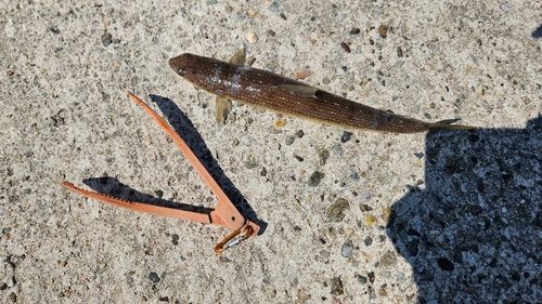 トカゲエソの釣果