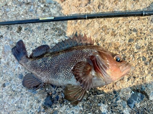 エゾメバルの釣果