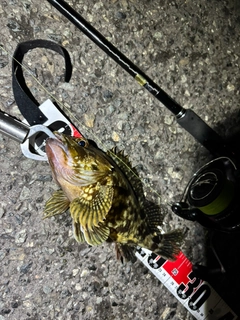 カサゴの釣果