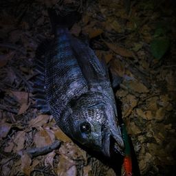 クロダイ