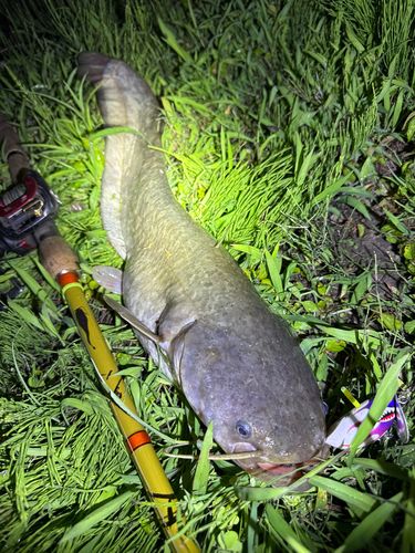 ナマズの釣果
