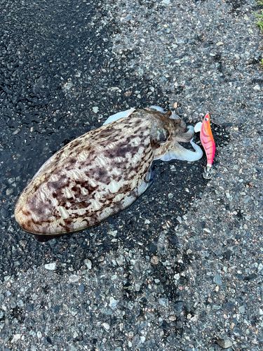 コウイカの釣果
