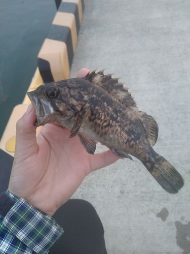 クロソイの釣果